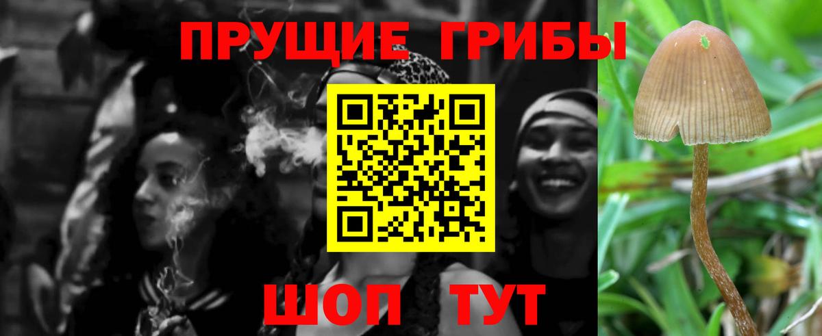 Вичуга  Псилоцибиновые грибы Psilocybe  Вход с VPN  Псилоцибиновые грибы GOLDEN TEACHER 